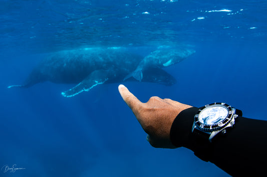 Boaz Samorai is diving with humback whales!